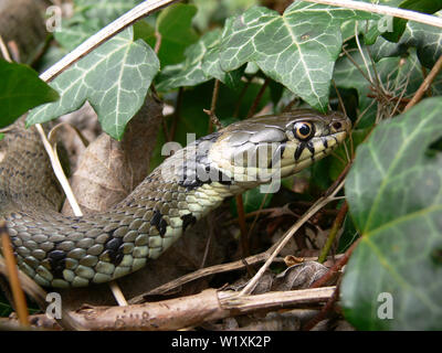 Femmina sbarrata la biscia dal collare (Natrix helvetica), Regno Unito Foto Stock