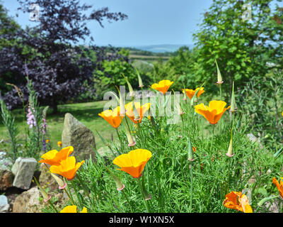 Nel giardino amatoriale in Nidderdale, Papavero californiano su un rockery, bagliore luminoso in Yorkshire Dales sunshine. 29/06/2019 Foto Stock