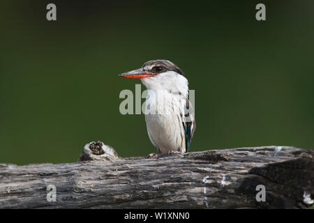 Striped kingfisher (Halcyon chelicuti) Foto Stock