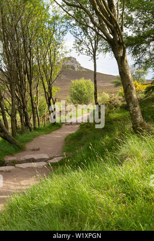 Rowan Trees (Sorbus aucuparia) Linea il percorso fino Bennachie al punto di vista di Mither tocca in Aberdeenshire, Scozia Foto Stock