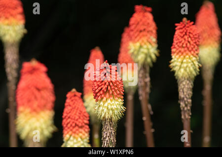 Red-Hot Poker (Kniphofia) Fiori (noto anche come torcia Gigli o Tritoma) contro uno sfondo scuro Foto Stock