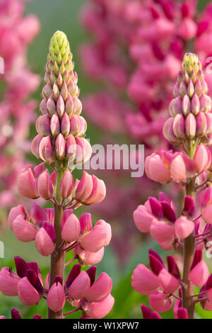 Un primo piano di un piccolo gruppo di Rosa Lupin (Lupinus) le teste dei fiori Foto Stock