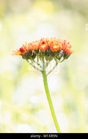 Una chiave di alta immagine di fiori selvaggi Aurantiaca Pilosella, comunemente noto come 'Fox e lupetti' o 'Devil's pennello". Foto Stock