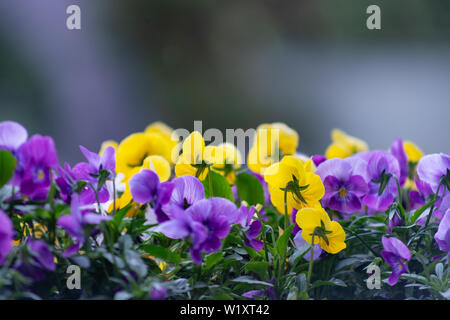 La bella Pansy fiori hanno un morbido e attraente bellezza. Pansies sono una deliziosa meraviglia della natura, che è difficile da fermare guardando Foto Stock