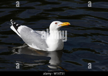 Bella luminoso bianco e grigio Seagull galleggianti sull'acqua ritratto closeup Foto Stock