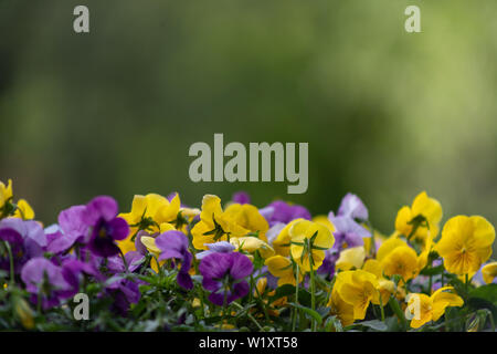 La bella Pansy fiori hanno un morbido e attraente bellezza. Pansies sono una deliziosa meraviglia della natura, che è difficile da fermare guardando Foto Stock