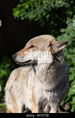 Bello e pericoloso Lupo grigio shot animale close-up Foto Stock