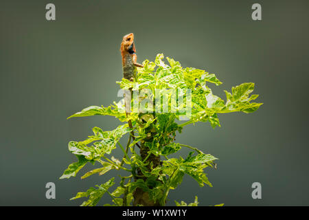 L'Oriental Garden lucertola, giardino orientale lizard, bloodsucker o modificabili lizard,seduti sulla papaia albero in Nepal Foto Stock