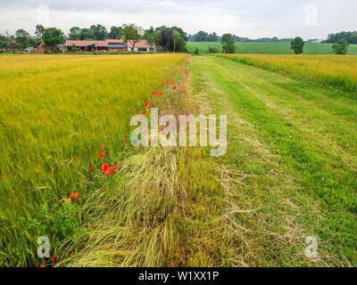 Papaveri lungo il sentiero attraverso un campo di orzo da a Leiston Abbazia a Leiston Suffolk in Inghilterra Foto Stock