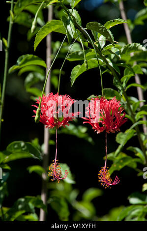 Sydney Australia, decorativi appesi dei fiori di Hibiscus schizopetalus o spider hibiscus Foto Stock