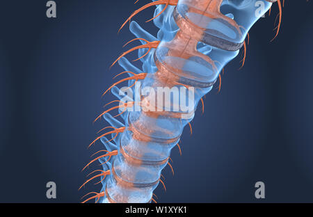 Anatomia della Colonna Vertebrale x-ray vista macro, 3D render Foto Stock