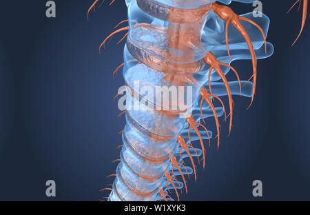 Anatomia della Colonna Vertebrale x-ray vista macro, 3D render Foto Stock