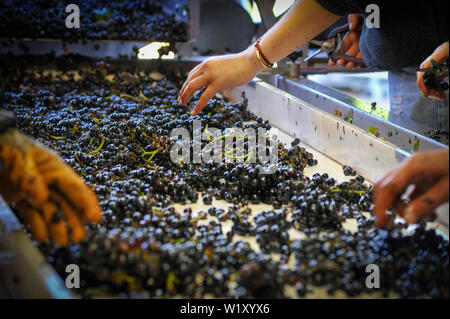 Morogues (Francia centrale): stagione di mietitura. Ordinamento di uva dopo la raccolta nei vigneti in autunno. Uve nere. Avviso: autorizzazione per qualsiasi edito Foto Stock