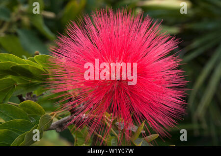 Sydney Australia, fiore della calliandra haematocephala o powderpuff rosso Foto Stock