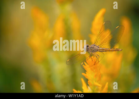 La libellula su Celosia argentea L. cv. Plumosa fiore in giardino Foto Stock