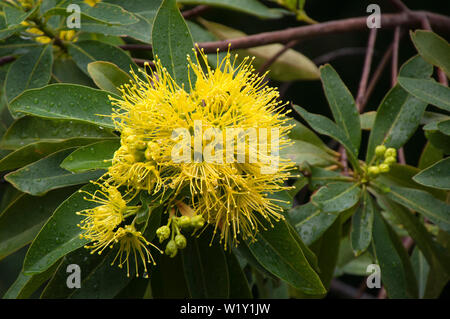 Sydney Australia, Xanthostemon Crisante o Golden Penda fiori sul giorno di pioggia Foto Stock