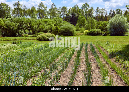 Cipolla verde letti crescita nel terreno in estate Foto Stock