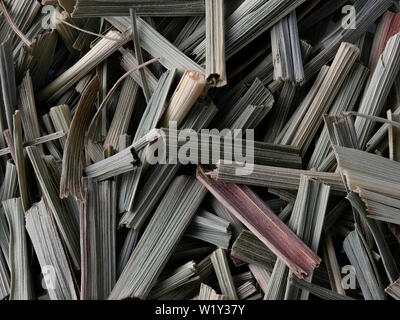 Macro Close-up di foglie essiccate di West Indian Lemon Grass, Cymbopogon citratus, sfondo Foto Stock