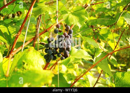 Grappoli di uva viola su boccole in autunno, Russia Centrale Foto Stock