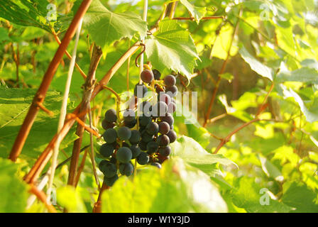 Grappoli di uva viola su boccole in autunno, Russia Centrale Foto Stock