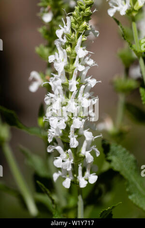 Piccoli fiori bianchi nel cono della fioritura estiva ardito perenne, salvia, Salvia x sylvestris 'Schneehugel' Foto Stock