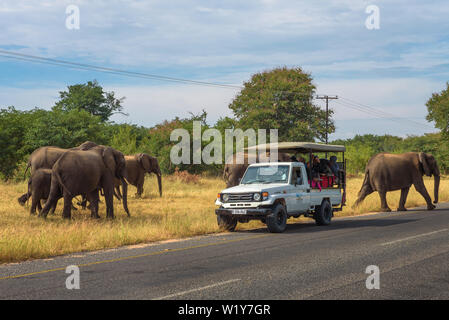 Branco di elefanti attraversando la strada intorno a un safari auto in Chobe National Park Foto Stock