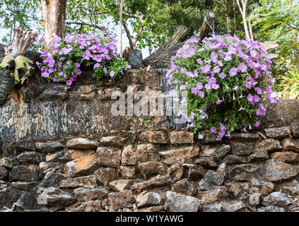 Viola pot di petunia è appesa vicino al muro di pietra nel giardino botanico. Foto Stock