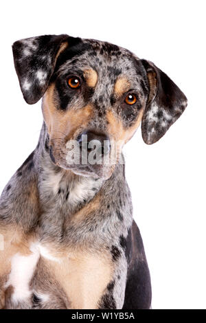 Louisiana Catahoula Leopard dog di fronte a uno sfondo bianco Foto Stock