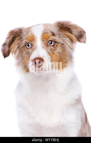 Red merle miniatura pastore americano di fronte a uno sfondo bianco Foto Stock