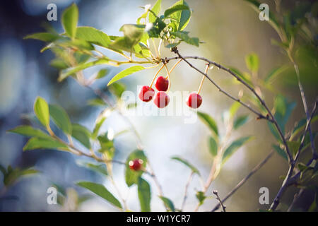 Luminose ripe rosso ciliegia frutti appendere su un sottile ramo curvo con foglie verdi, che viene illuminato dalla luce del sole estivo. Foto Stock