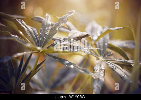 Ampia belle foglie di lupino cosparso di gocce di rugiada su una fredda mattina di autunno illuminate dalla luce del sole. Foto Stock