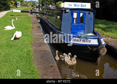 Un canal Narrowboat e cigni cygnets nella fornace di calce della serratura del Trent e Mersey canal, pietra 22.6.19. Cw 6780 Foto Stock