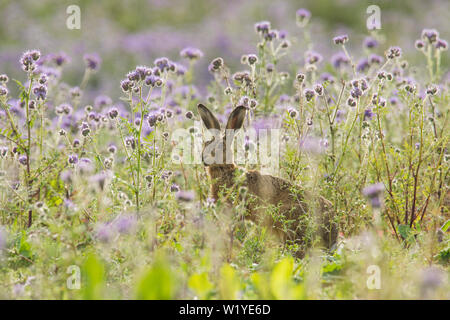 Brown, lepre Lepus europaeus, Lepre europea, pascolo in Phacelia tanacetifolia, Lacy phacelia, blu tansy, Essex, Regno Unito, maggio Foto Stock