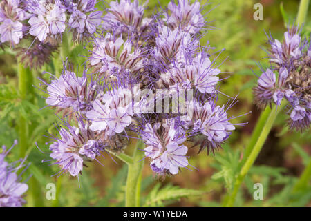 Phacelia tanacetifolia, Lacy phacelia, tansy Blu, Viola tansy. Raccolto di coperta, concime verde, attira gli insetti, Essex, Regno Unito, maggio Foto Stock