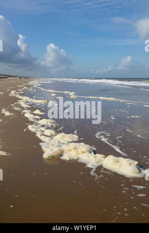 Phaeocystis, clade di alghe, lungo il mare del Nord sulla spiaggia Foto Stock