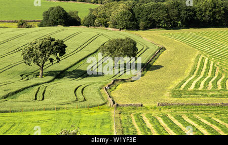 Guardando verso il basso sul terreno coltivato con un campo di grano e tagliare il foraggio insilato. Foto Stock