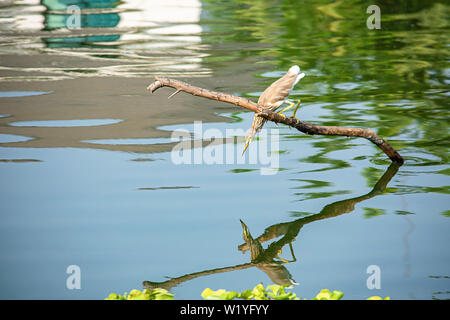 Brown uccello o Ixobrychus sinensis su rami di mangiare il pesce e riflessi in acqua Foto Stock