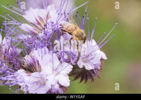 Il miele delle api su Phacelia tanacetifolia, Lacy phacelia, tansy Blu, Viola tansy. Raccolto di coperta, concime verde, attira gli insetti, Essex, Regno Unito, maggio Foto Stock