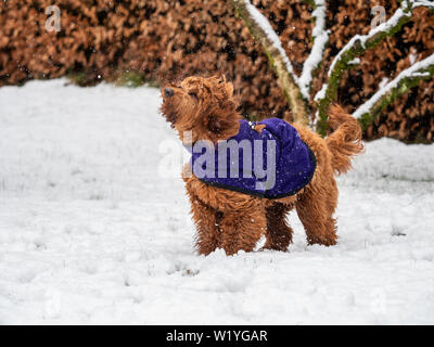 Un giovane cockapoo in esecuzione in innevati boschi nelle Highlands scozzesi Foto Stock