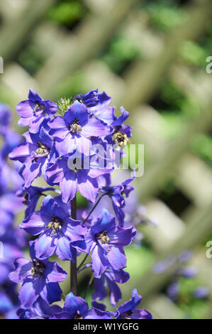 Bumble Bee (Bombus terrestris) raccogliendo il polline dalle scorte (Matthiola incana) fiori in condizioni di luce solare intensa. Regno Unito. GB. Foto Stock