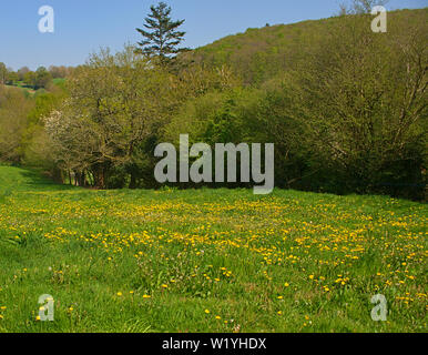 Campo vuoto con la fioritura di tarassaco e alberi intorno Foto Stock
