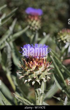 Cynara cardunculus-cardo -a Luther Burbank Home e giardini in Santa Rosa, CA, Stati Uniti d'America. Foto Stock