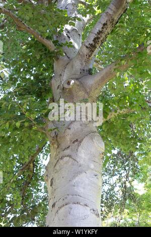 Un Fagus sylvatica Atropunicea (rame faggio) albero a Luther Burbank Home e giardini in Santa Rosa, CA, Stati Uniti d'America. Foto Stock