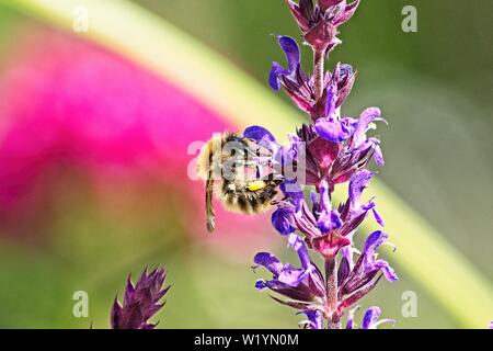 Close up di un selvaggio ape su fiore di salvia nemorosa ,