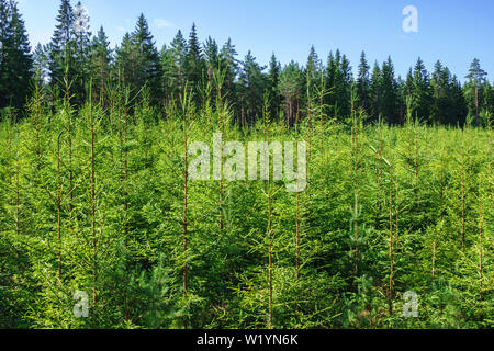 La piantagione di abete rosso in un bosco in estate Foto Stock