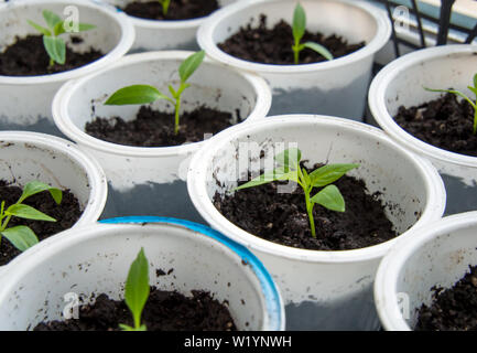 Giovani germogli di pomodoro crescere in bicchieri di plastica Foto Stock