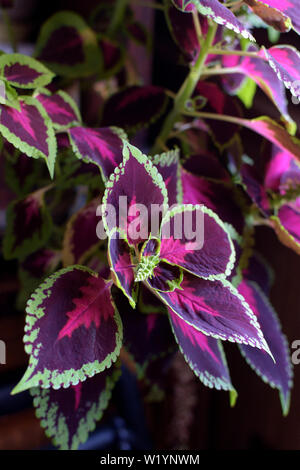 Piccoli fiori blu di coleus, Solenostemon, sullo sfondo della variegata di rosso e verde delle foglie Foto Stock