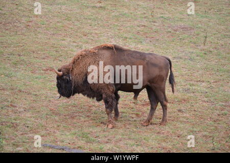 Ritratto di un bisonte Americano pascolare nel Parco Naturale di Cabarceno vecchia miniera per l'estrazione di ferro. Agosto 25, 2013. Cabarceno, Cantabria. Holiday Foto Stock