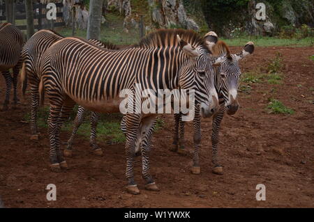 Ritratto di un bel paio di zebre nel Parco Naturale di Cabarceno vecchia miniera per l'estrazione del ferro. Agosto 25, 2013. Cabarceno, Cantabria. Holiday Foto Stock