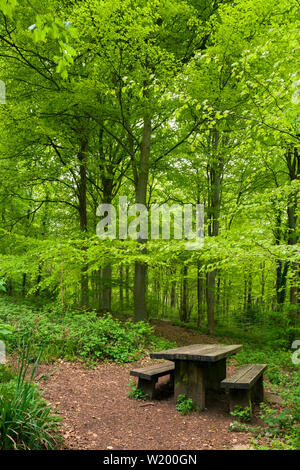 Un tavolo da picnic a Leigh boschi vicino a Bristol, North Somerset, Inghilterra. Foto Stock